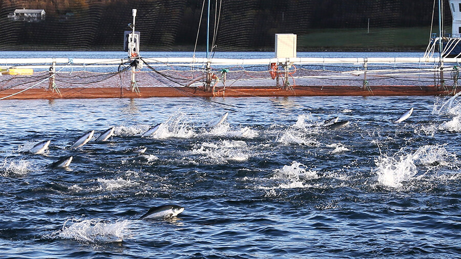 27 bin somon balığı kaçtı, bulanlara ödül verilecek