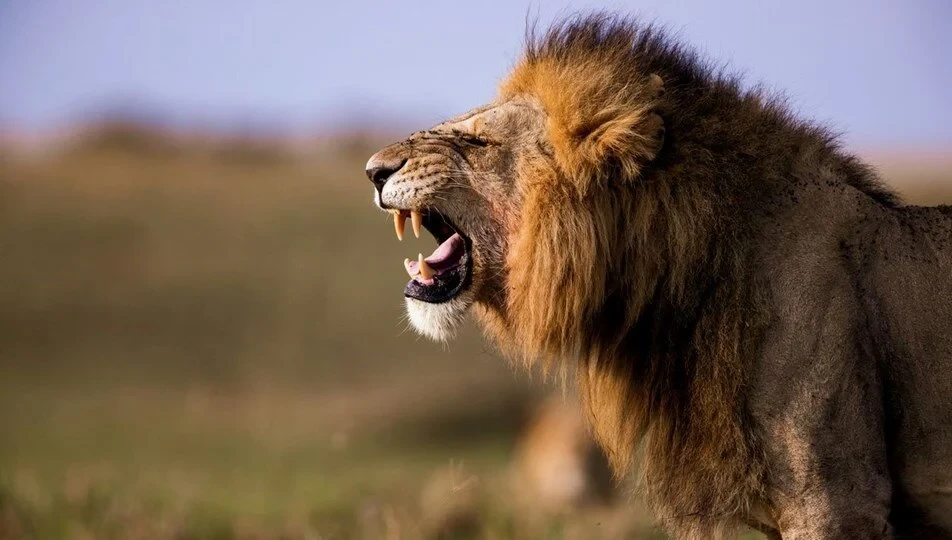 Kenya’da aslan saldırısı: 14 yaşındaki kız hayatını kaybetti