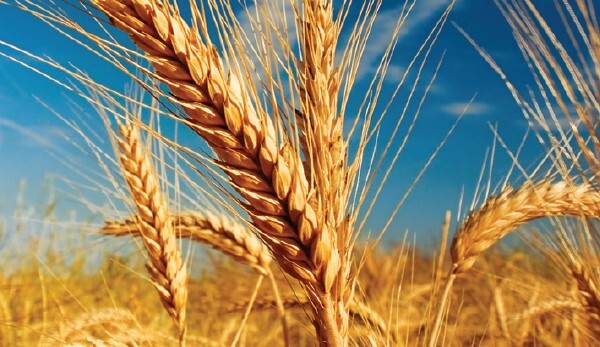 Kerkük’te buğday üretimi 700 bin tona ulaşıyor
