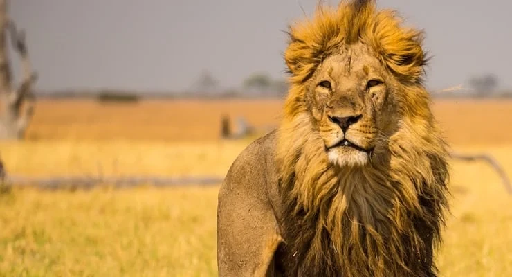 İş insanı safari sırasında aslan saldırısıyla hayatını kaybetti