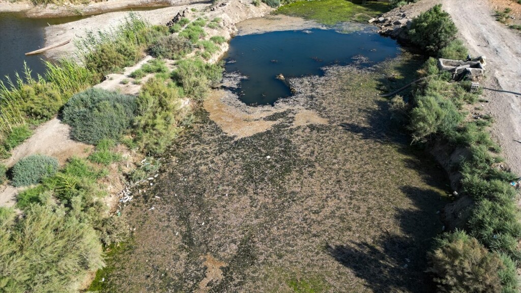 Necef'te meydana gelen toplu balık ölümleri endişe yarattı