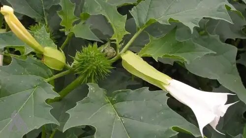 Bakanlık, datura bitkisiyle mücadele kapsamında komisyon kurdu