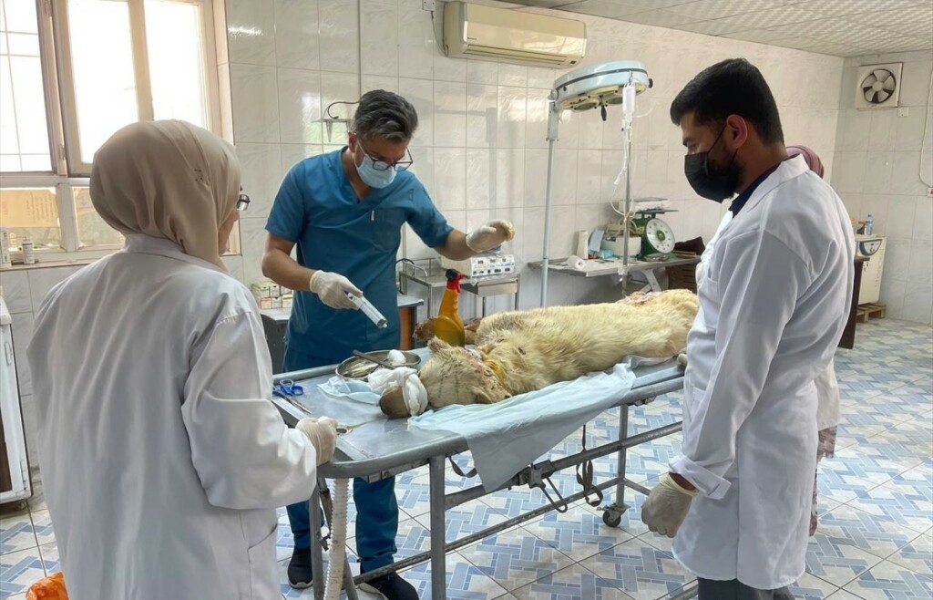 Kerkük'te açılan ilk ve tek hayvan barınağı yüzlerce sokak hayvanına yuva oldu