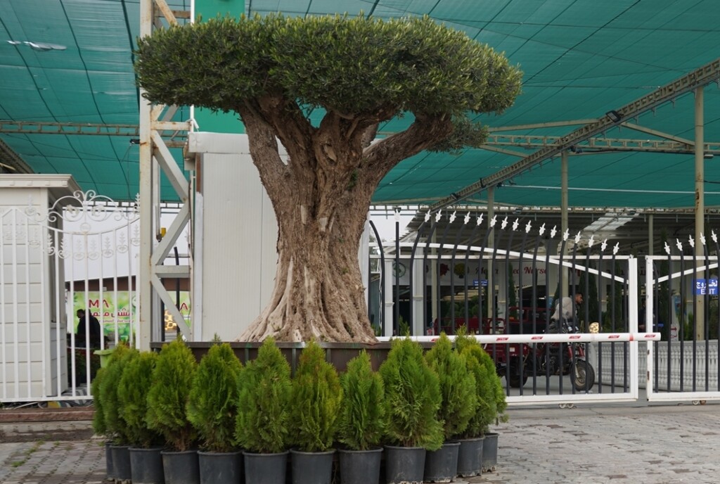 Kerkük'te 140 yıllık zeytin ağacı 8 bin dolara satışa çıkarıldı