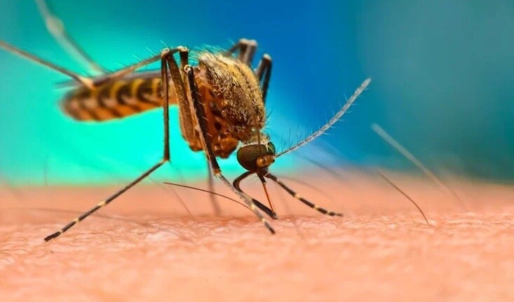 Peru'da dang humması vakası 73 bini aştı