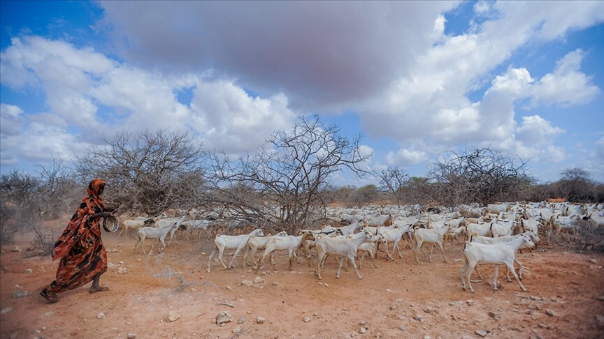 Kenya'da kuraklık nedeniyle 2,6 milyon hayvan ölüm tehlikesiyle karşı karşıya