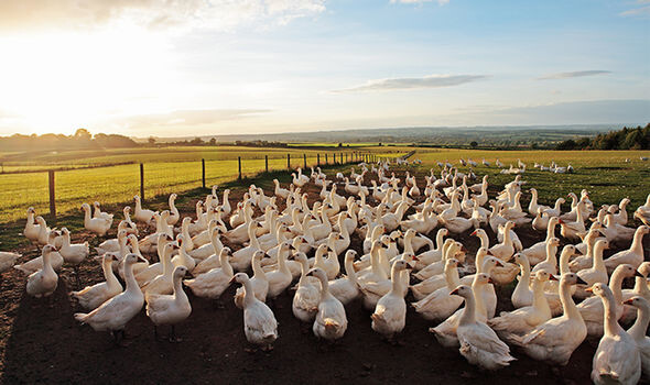 Yeni kuş gribi varyantı: 119 bin hayvan itlaf edildi