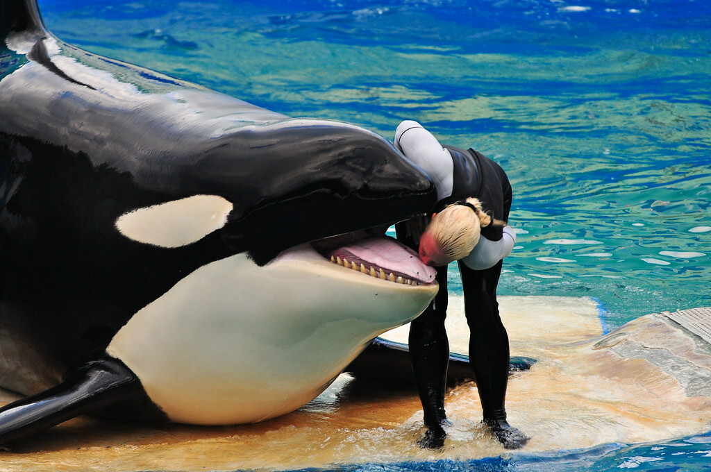 Katil balina Lolita, 50 yılı aşkın esaret altında tutulduğu akvaryumda öldü