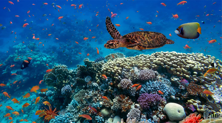 Bilim insanları uyardı: Okyanuslardaki yaşamın sonu geliyor