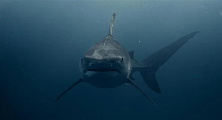 Mısır'da köpek balığı saldırısı: 1 ölü, 1 yaralı