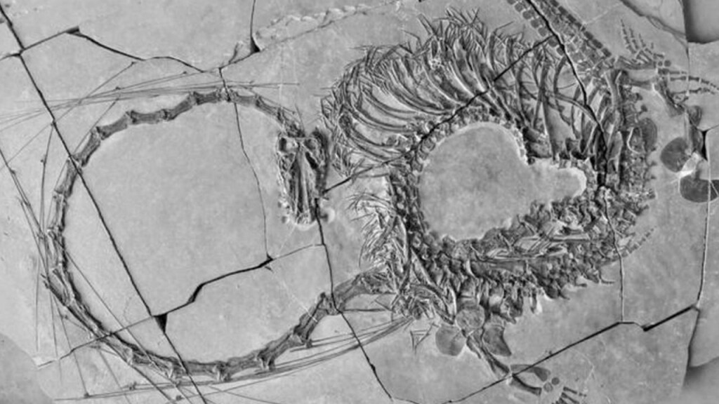 Fosilde 240 milyon yıllık ''ejderha'' ortaya çıktı