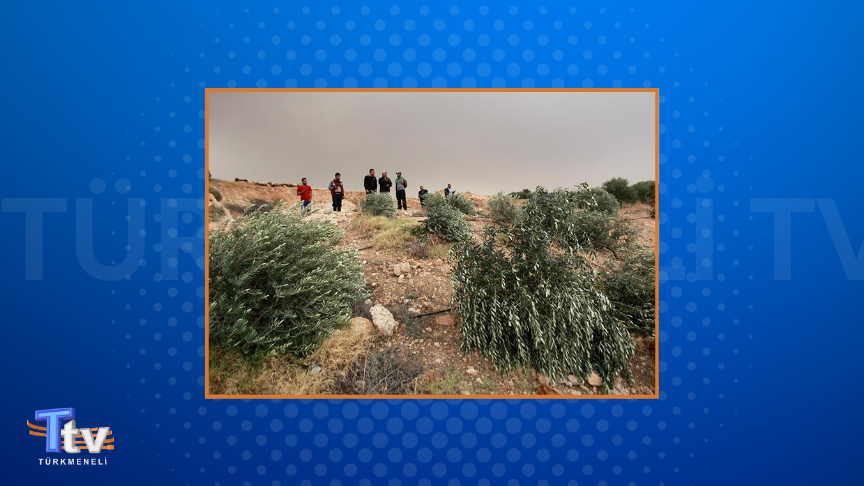 Filistin topraklarını gasbeden İsrailliler, Nablus’ta bazıları 70 yıllık olan zeytin ağaçlarını kesti