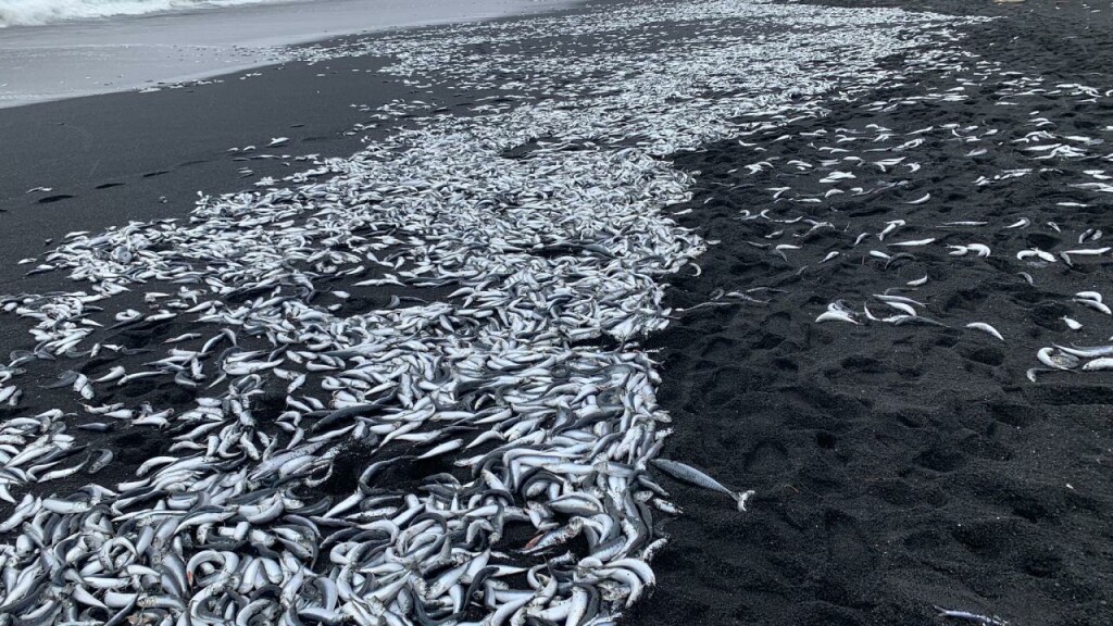 Japonya'nın Hakodate kentinde binlerce balık kıyıya vurdu