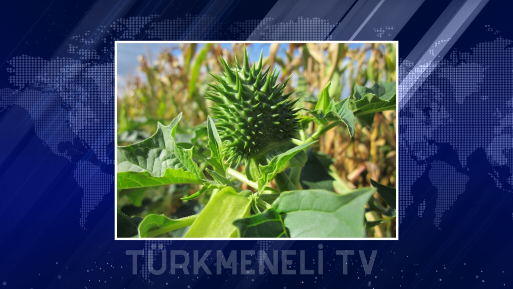 Başbakan, İtalya Savunma Bakanını kabul etti